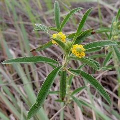 Lippia asperrima