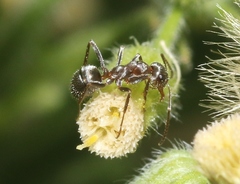 Formica francoeuri