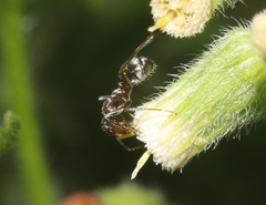 Formica francoeuri