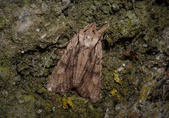 Ichneutica averilla