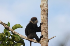 Semnopithecus vetulus