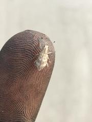 Brachystylus microphthalmus