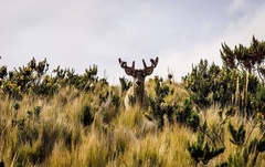 Odocoileus virginianus ustus