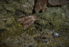 Ichneutica averilla