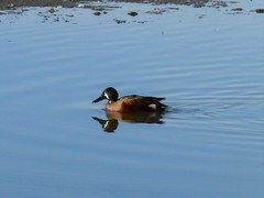 Spatula clypeata × cyanoptera