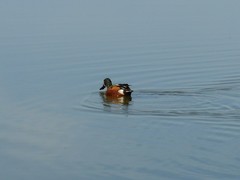 Spatula clypeata × cyanoptera