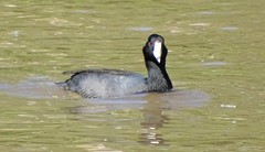Fulica americana
