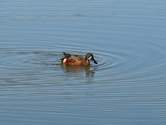 Spatula clypeata × cyanoptera