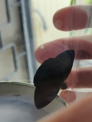 Anastrus sempiternus