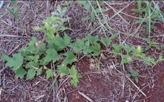 Passiflora chrysophylla