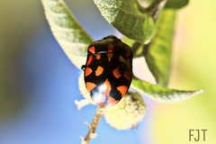 Pachycoris klugii