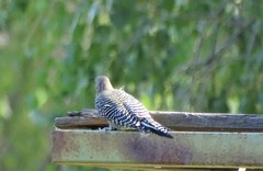 Melanerpes uropygialis