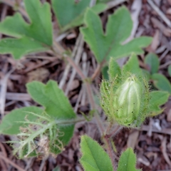 Passiflora chrysophylla