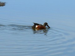 Spatula clypeata × cyanoptera