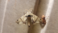 Apatelodes pandarioides