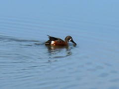 Spatula clypeata × cyanoptera