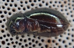 Lioligus nitidus