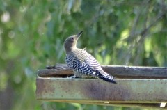 Melanerpes uropygialis