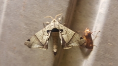 Apatelodes pandarioides