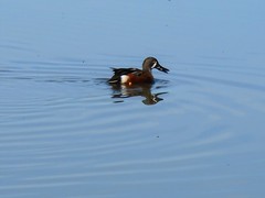 Spatula clypeata × cyanoptera