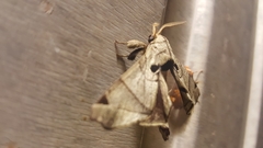 Apatelodes pandarioides