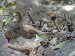 Arvicanthis niloticus