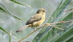 Sporophila torqueola