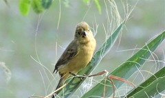 Sporophila torqueola