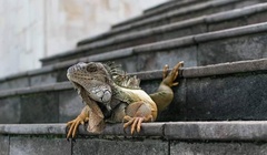 Iguana iguana