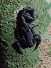 Tityus metuendus
