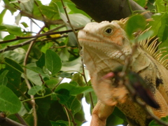 Iguana iguana
