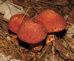 Suillus spraguei image