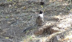 Otospermophilus variegatus