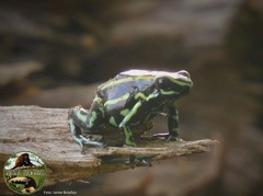 Dendrobates truncatus