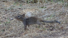 Otospermophilus variegatus