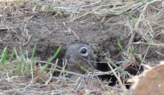Otospermophilus variegatus