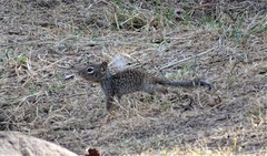 Otospermophilus variegatus