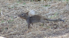 Otospermophilus variegatus