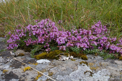 materina dúška arktická (Thymus praecox britannicus)