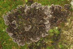 Peltigera canina image