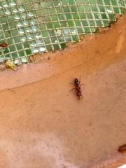 Anochetus