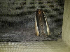 Truncaptera truncata