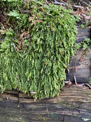 Plagiothecium laetum