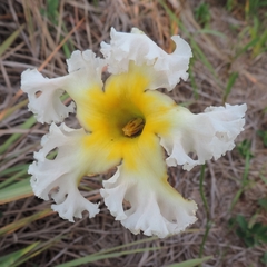 Mandevilla petraea