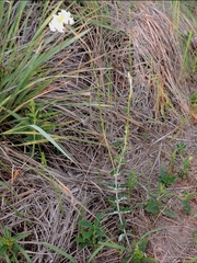 Mandevilla petraea