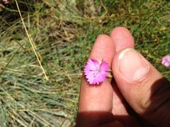 Dianthus subacaulis