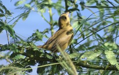 Sporophila torqueola