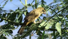Sporophila torqueola