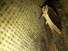 Truncaptera truncata