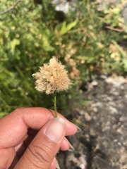 Calliscirpus brachythrix